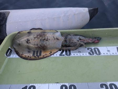 ミニボートティップラン