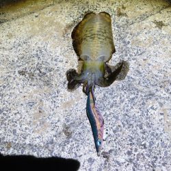 鳥取 チョコっと釣行