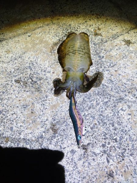 鳥取 チョコっと釣行