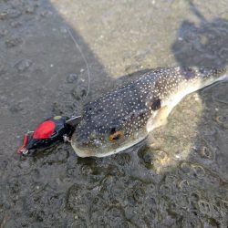 チヌトップ→ガシラマンション開拓