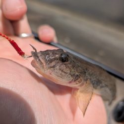 ハゼとハゼの親玉広島ハゼゲー