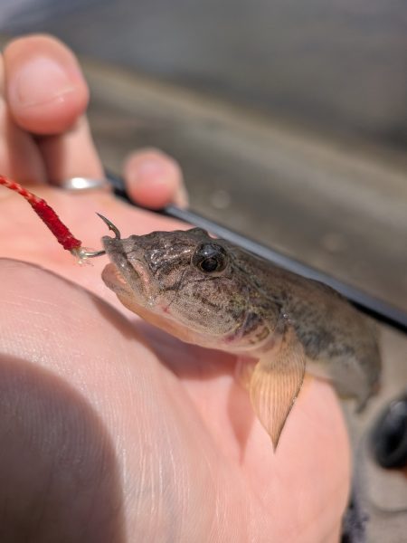 ハゼとハゼの親玉広島ハゼゲー