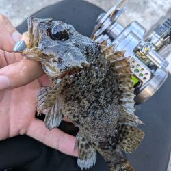 広島ライトソルト祭り8目ゲット