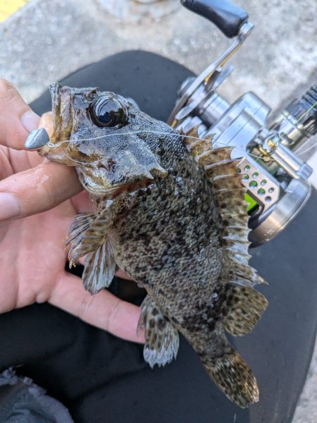 広島ライトソルト祭り8目ゲット