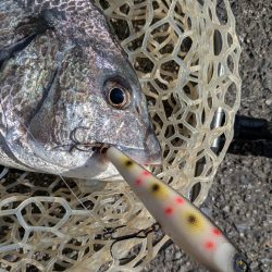 秋の広島チヌトップ