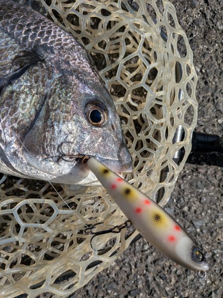 秋の広島チヌトップ