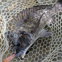 九州遠征ー伊万里チニング