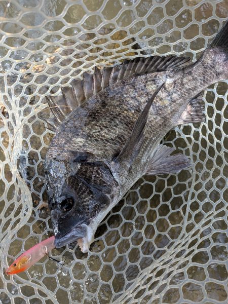 九州遠征ー伊万里チニング