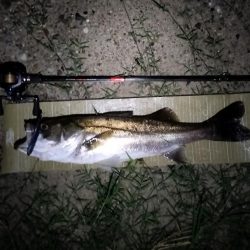 秋のシーバス調査