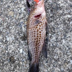 根魚とイカ狙い@串本