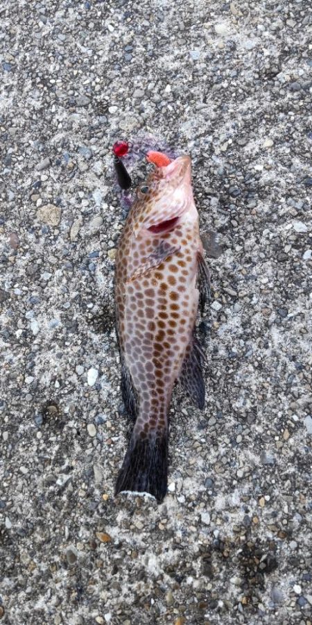 根魚とイカ狙い@串本