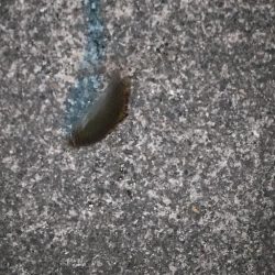 アジ探し@中紀~南紀