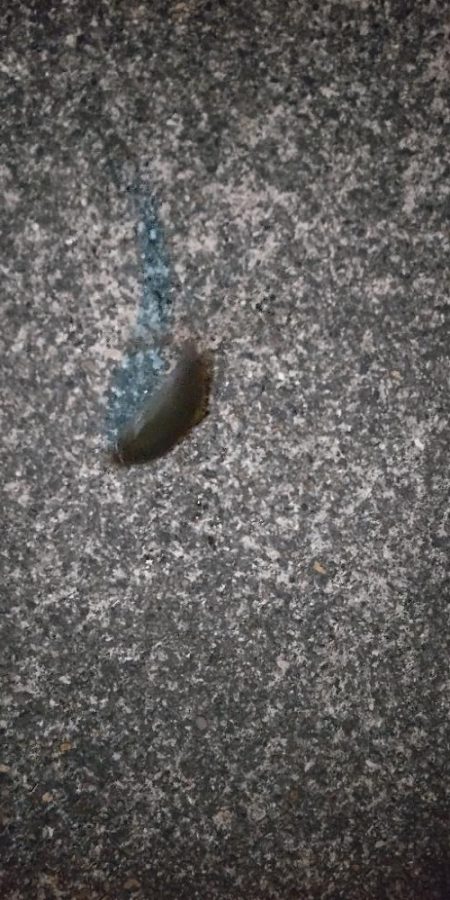 アジ探し@中紀~南紀