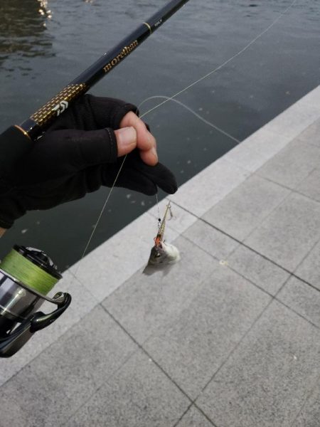 しごおわシーバス