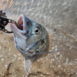 仕事終わりにサクッとチニング