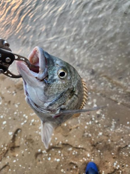 仕事終わりにサクッとチニング