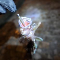 広島市内近場ライトゲーム