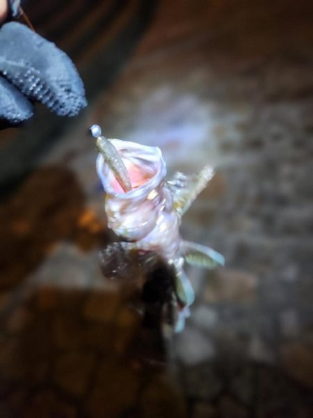 広島市内近場ライトゲーム