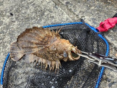 広島市内海エリアボトムゲーム