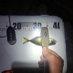 カゴ釣りでまさかの…