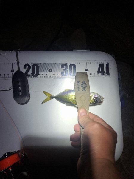 カゴ釣りでまさかの…