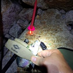 サバ多めのカゴ釣り