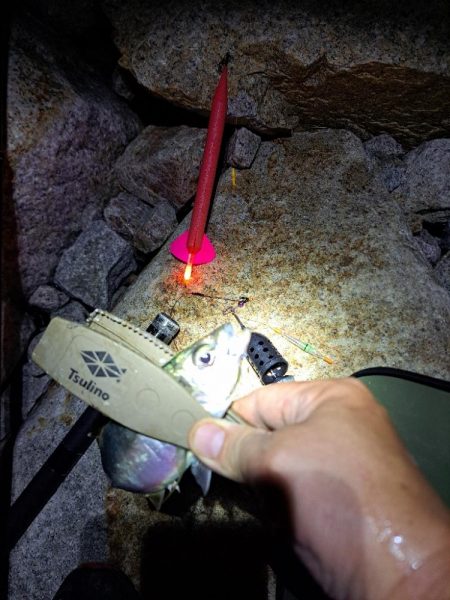 サバ多めのカゴ釣り