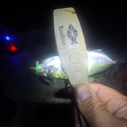 いつもと違う魚影