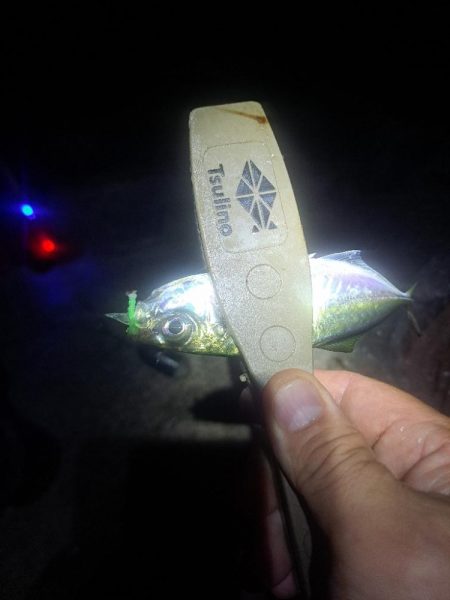 いつもと違う魚影