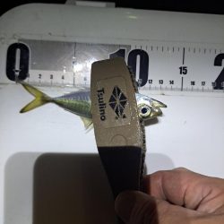 太刀魚不在でサビキ釣り