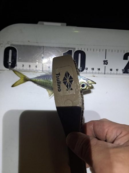 太刀魚不在でサビキ釣り