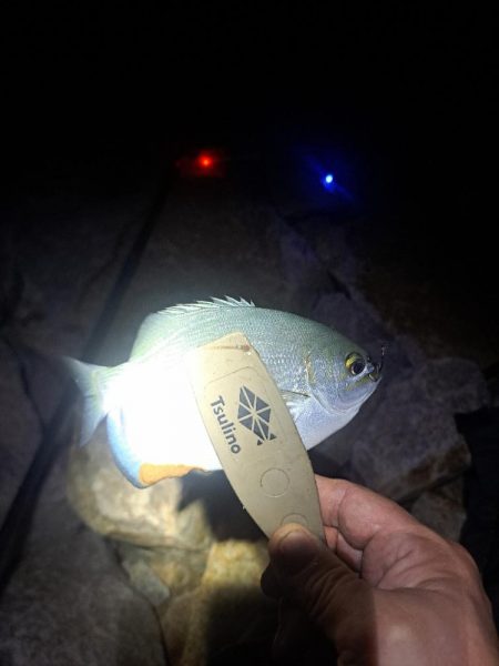 雨でも魚影濃いカゴ釣り