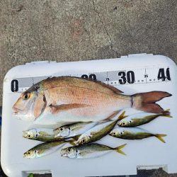 忍耐のカゴ釣り