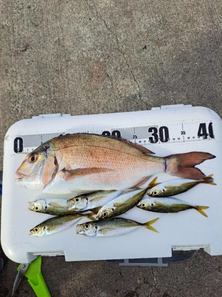 忍耐のカゴ釣り