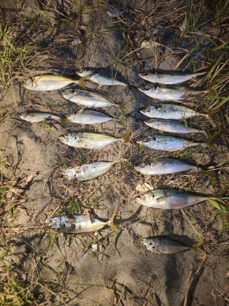 激アツサーフアジン