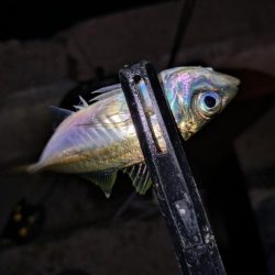 今夜も好調アジング