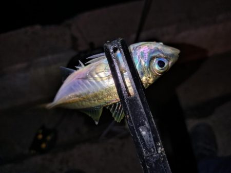 今夜も好調アジング