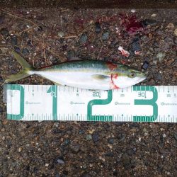 サゴシ、ツバス