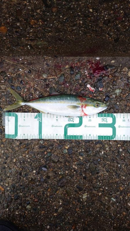 サゴシ、ツバス