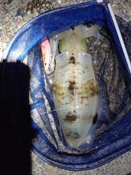 夕マズメになんとかアオリ