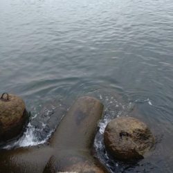 障泥烏賊2杯！胴20センチ！？