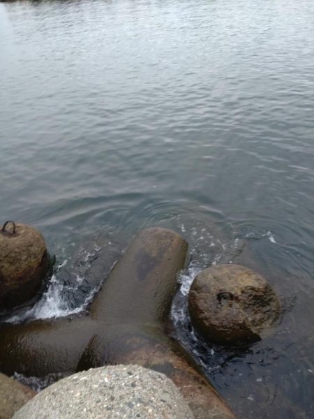 障泥烏賊2杯！胴20センチ！？