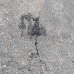 アオリイカ3杯!