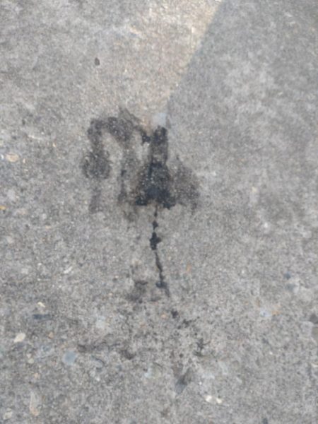 アオリイカ3杯!