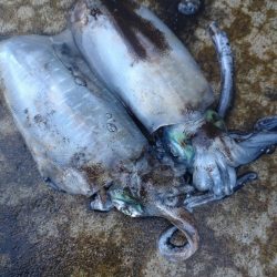 水橋でエギング！アオリ2杯