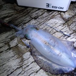 夜通しエギング