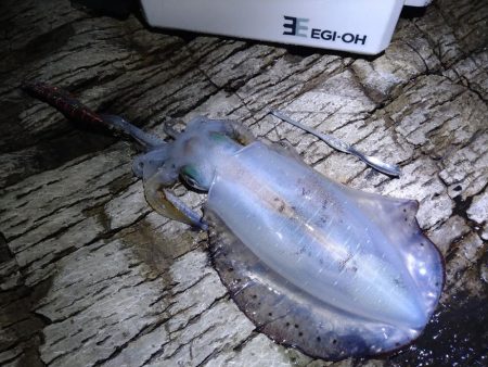 夜通しエギング