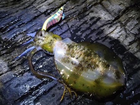 荒れ後のエギング