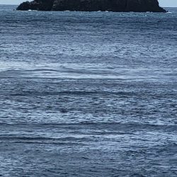 地磯で夜のカゴ五目釣り