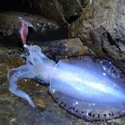 高活性エギング